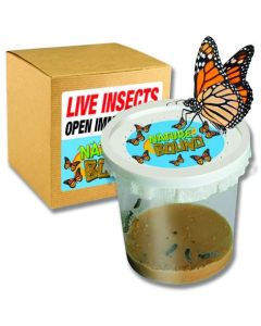 BUTTERFLY KIT-1